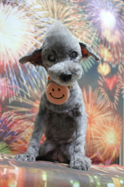 千葉県船橋市のトイプードルのトリミング画像