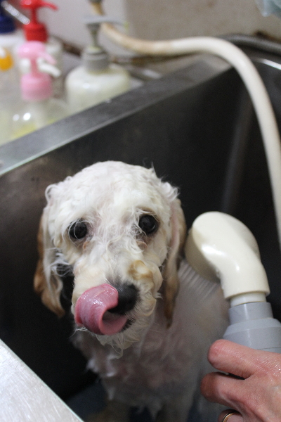 千葉県松戸市のトイプードルのオゾンシャワー画像