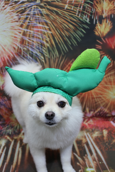 東京都港区のポメラニアンのトリミング画像