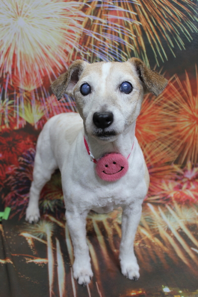 千葉県船橋市のジャックラッセルのトリミング画像