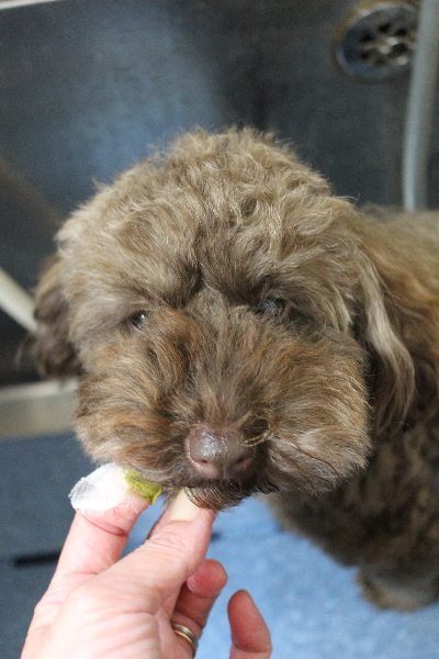 千葉県市川市のトイプードルの歯磨き画像