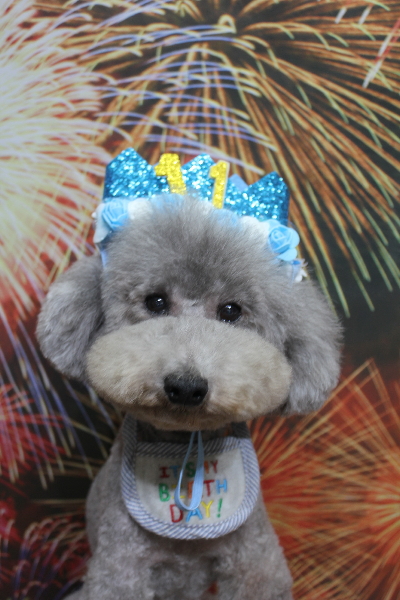 千葉県船橋市のトイプードルのトリミング画像