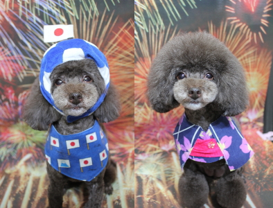 千葉県柏市のトイプードルのトリミング画像