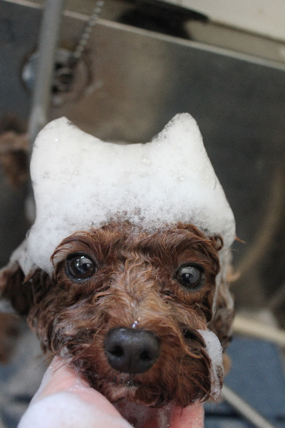 千葉県鎌ケ谷市トイプードルのシャンプー画像