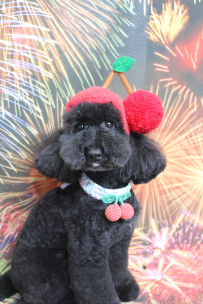 千葉県船橋市のトイプードルのトリミング画像