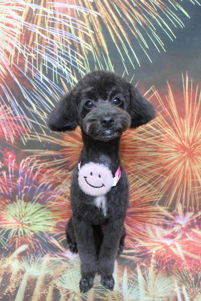 千葉県千葉市のミックス犬のトリミング画像