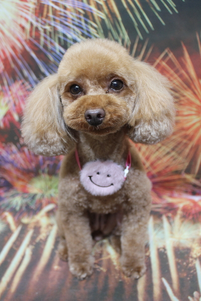 神奈川県横浜市のトイプードルのトリミング画像