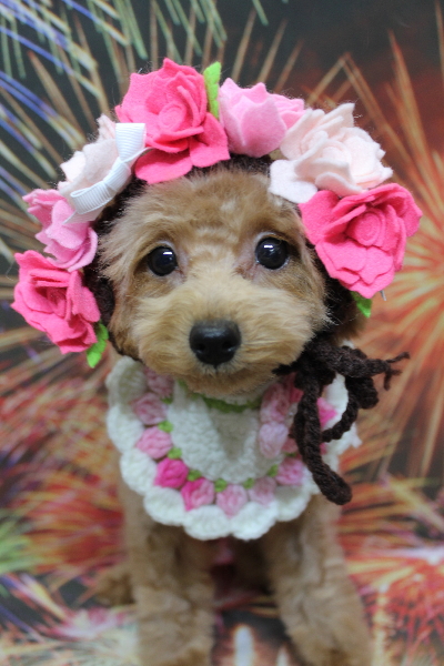 千葉県松戸市のトイプードルのトリミング画像