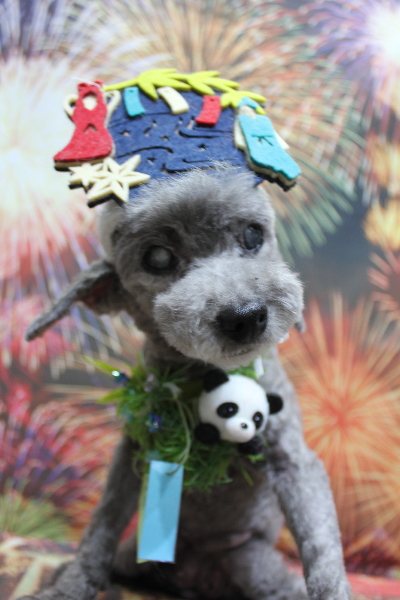 千葉県船橋市のトイプードルのトリミング画像