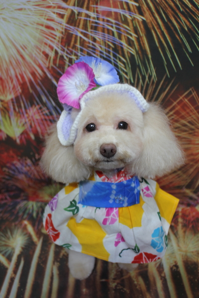 千葉県船橋市のトイプードルのトリミング画像