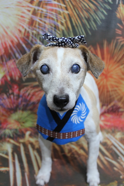 千葉県船橋市のジャックラッセルのトリミング画像