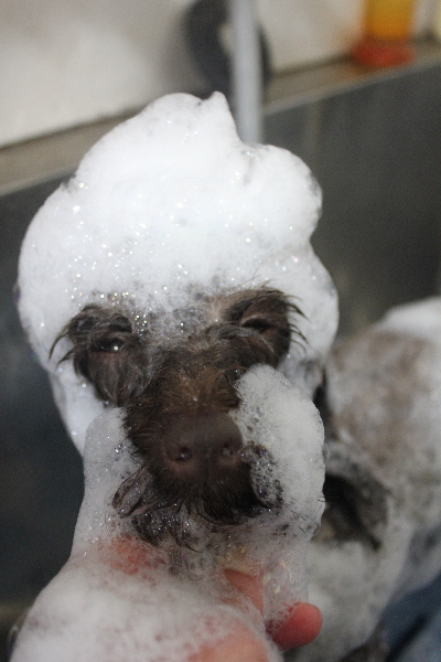 千葉県市川市のトイプードルのシャンプー画像