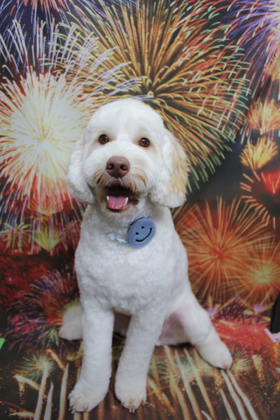 千葉県船橋市のオーストラリアンラブラドゥードルのトリミング画像