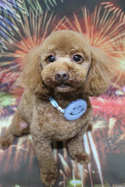 千葉県船橋市のトイプードルのトリミング画像