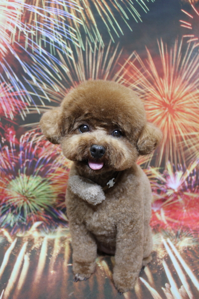 千葉県鎌ケ谷市トイプードルのトリミング画像