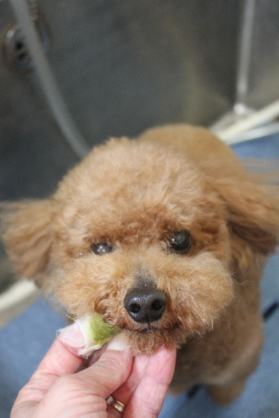 千葉県船橋市のトイプードルの歯磨き画像