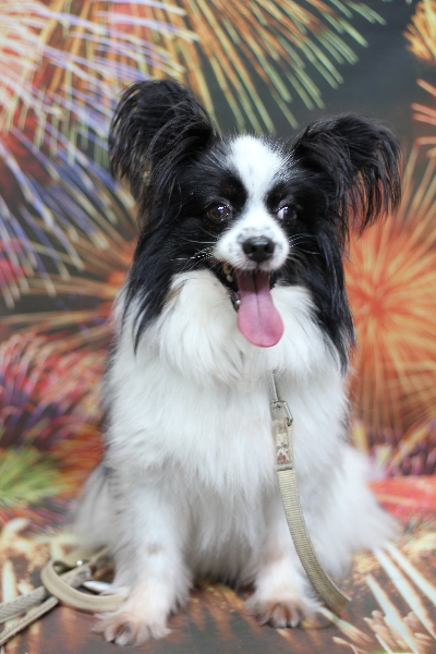 茨城県龍ヶ崎市のパピヨントリミング前画像