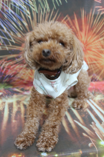 千葉県鎌ケ谷市のトイプードルのトリミング前画像