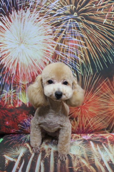 トイプードルブリーダーの成犬、トリミング画像