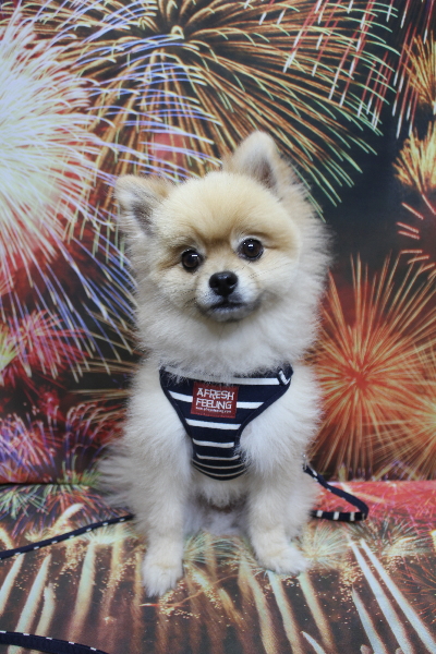 千葉県船橋市のポメラニアンのトリミング前画像