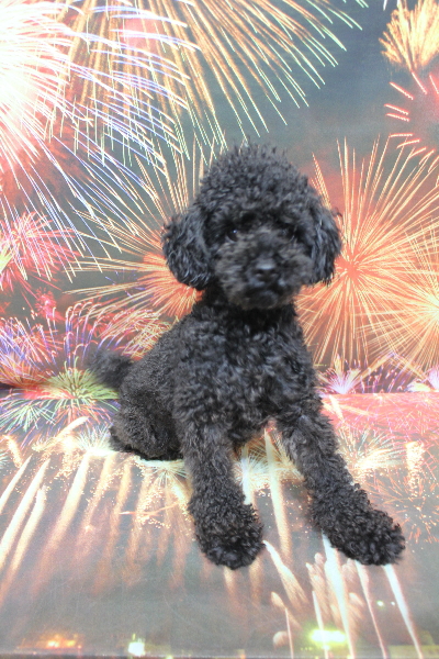 トイプードルブリーダーの成犬、トリミング画像