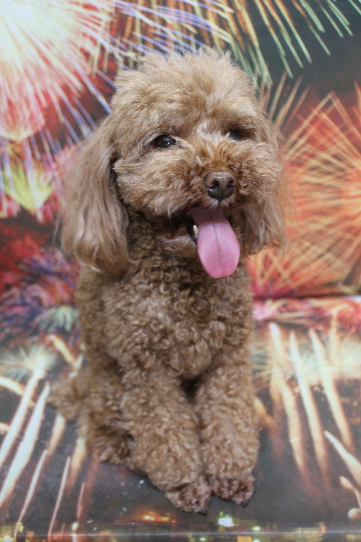 千葉県鎌ヶ谷市のトイプードルのトリミング前画像