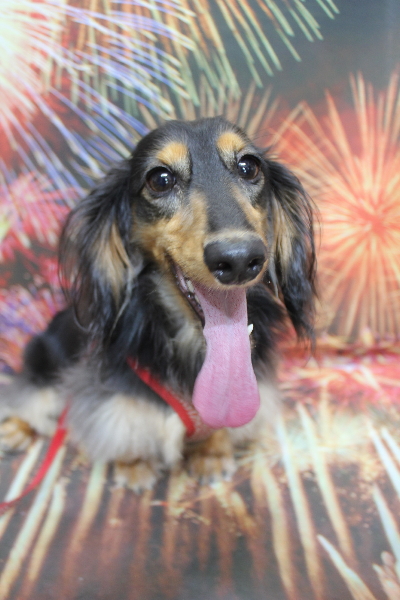 千葉県船橋市のミニチュアダックスのトリミング前画像