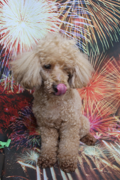 千葉県花見川区トイプードルのトリミング前画像