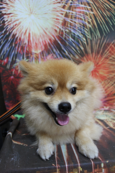 千葉県船橋市ポメラニアンのトリミング前画像