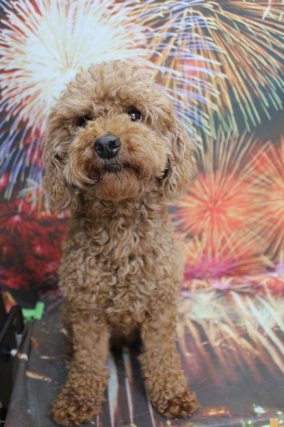 トイプードルブリーダーの成犬、トリミング前画像