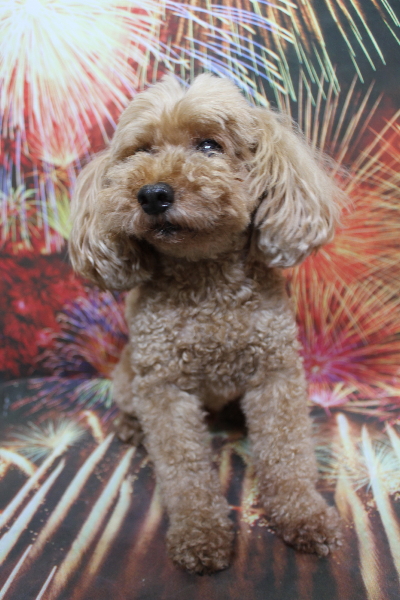 千葉県船橋市のトイプードルのトリミング前画像