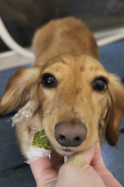 千葉県船橋市のミニチュアダックスの歯磨き画像