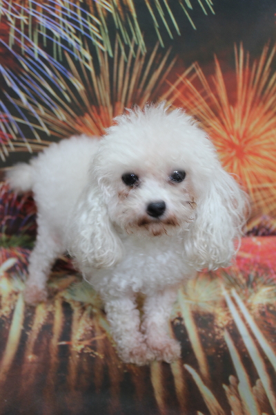 トイプードルブリーダーの成犬、トリミング前画像