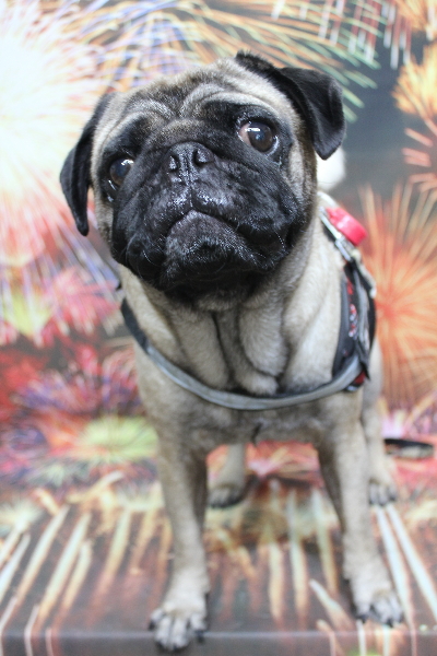 千葉県鎌ケ谷市のパグのトリミング前画像