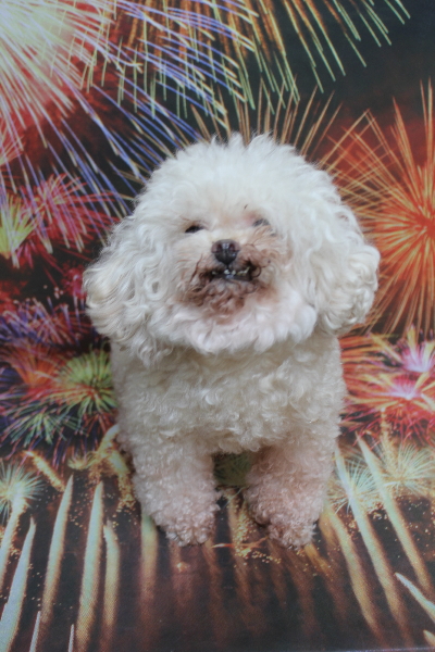 トイプードルブリーダーの成犬、トリミング前画像