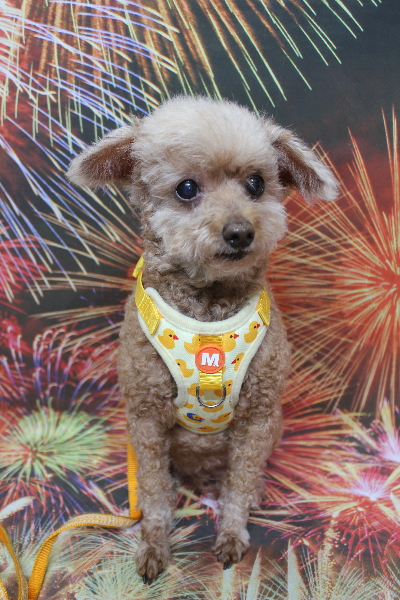 千葉県船橋市のトイプードルのトリミング前画像