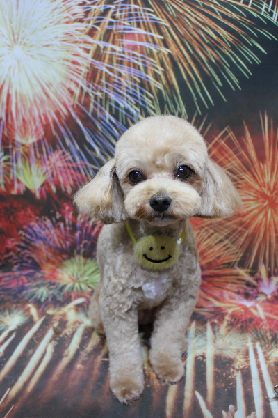 千葉県船橋市のミックス犬のトリミング画像