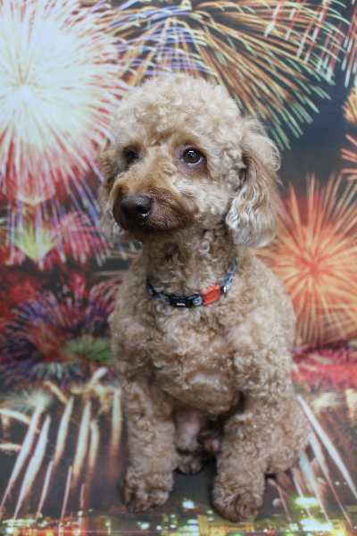 千葉県船橋市のトイプードルのトリミング前画像