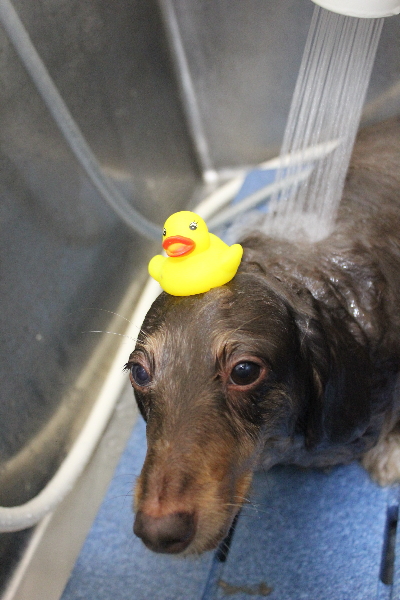 千葉県松戸市のミニチュアダックスのオゾンシャワー画像