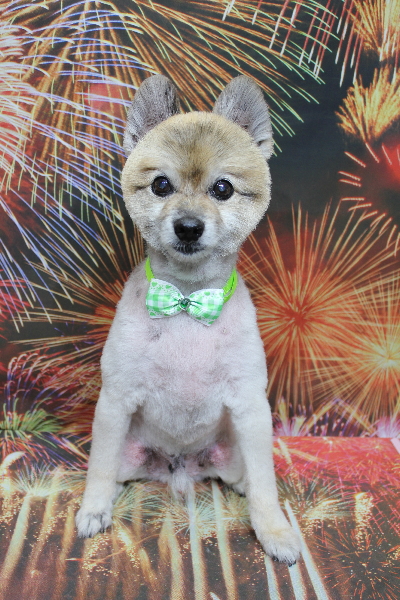 千葉県鎌ケ谷市のポメラニアンのトリミング画像