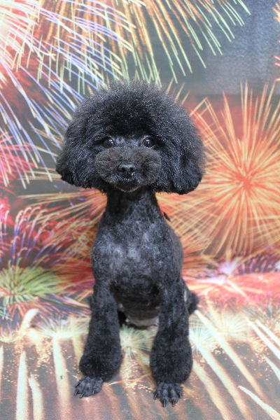 トイプードルブリーダーの成犬、トリミング画像