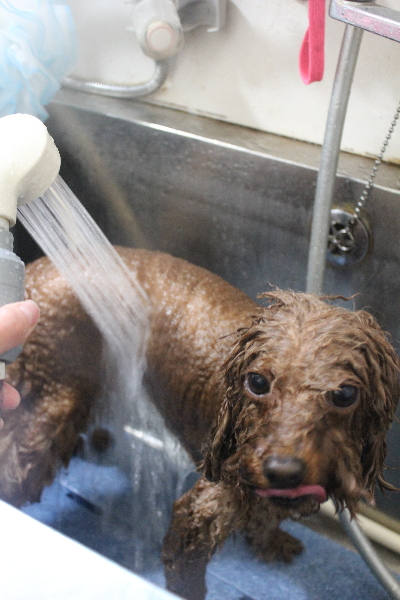 千葉県市川市のトイプードルのオゾンシャワー画像