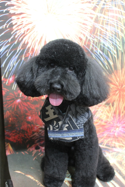 千葉県船橋市のトイプードルのトリミング画像