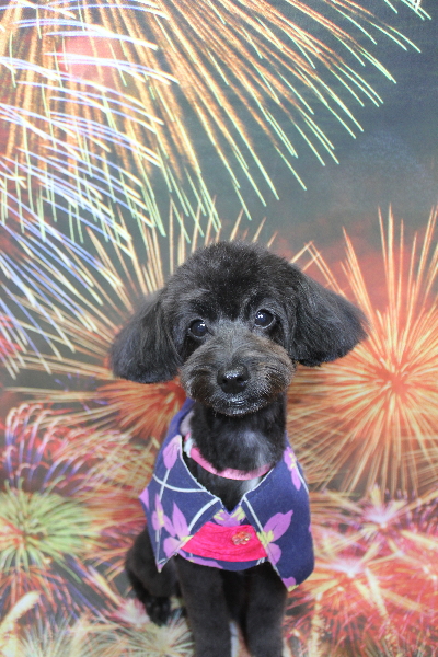 千葉県千葉市のミックス犬のトリミング画像
