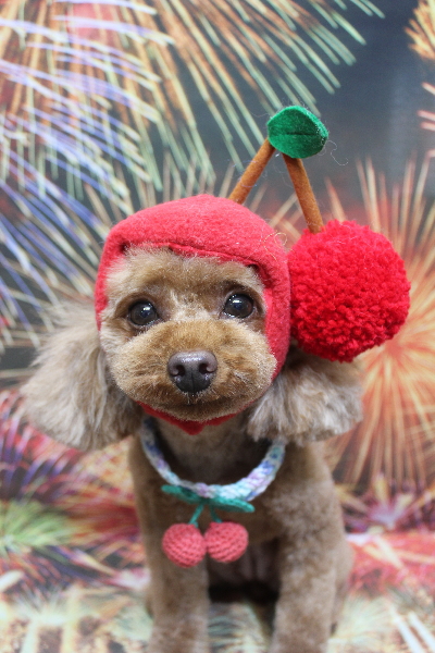神奈川県横浜市のトイプードルのトリミング画像