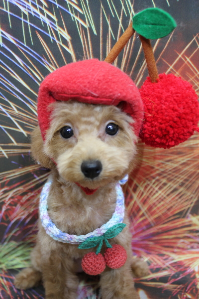 千葉県松戸市のトイプードルのトリミング画像