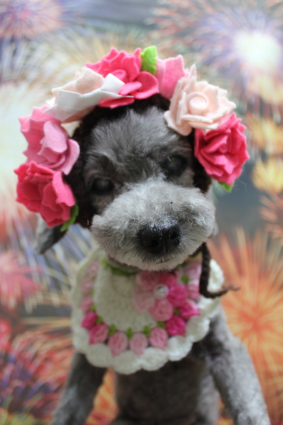 千葉県船橋市のトイプードルのトリミング画像