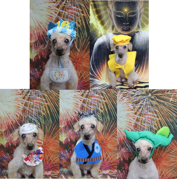 千葉県船橋市のトイプードルのトリミング画像