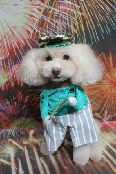 千葉県船橋市のトイプードルのトリミング画像