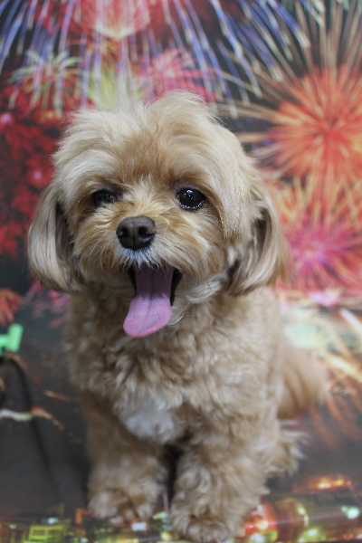 千葉県船橋市のミックス犬のトリミング前画像